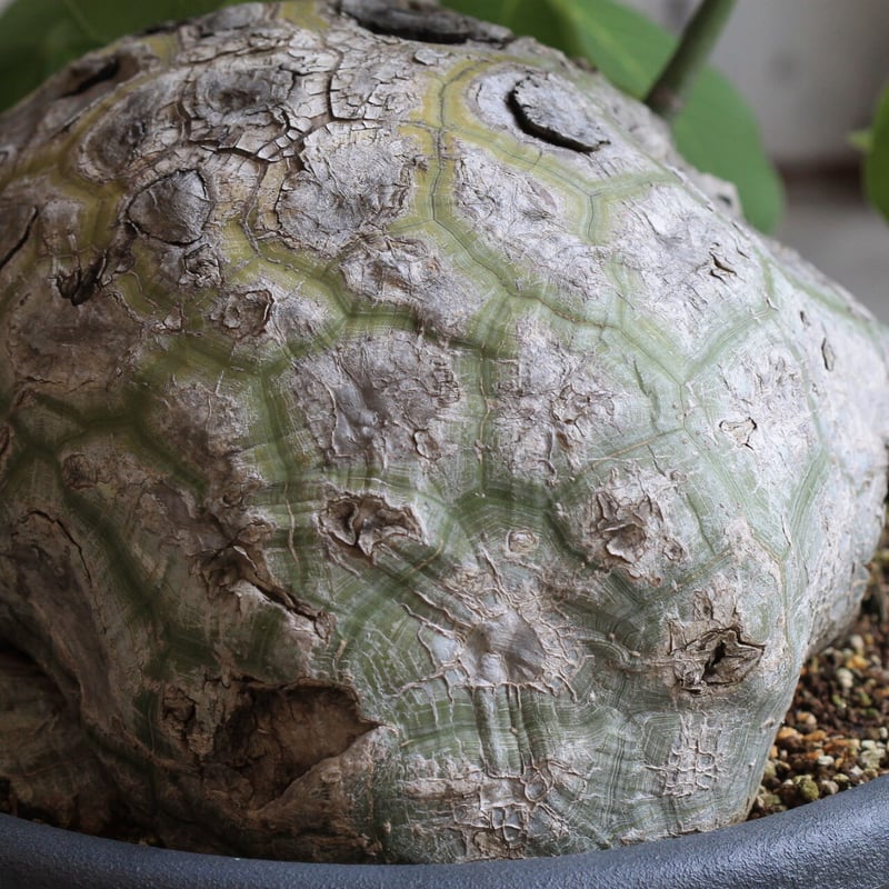 【最終値下げ】　ボンバックス IMG_0022_6297c586-9e12-49de-