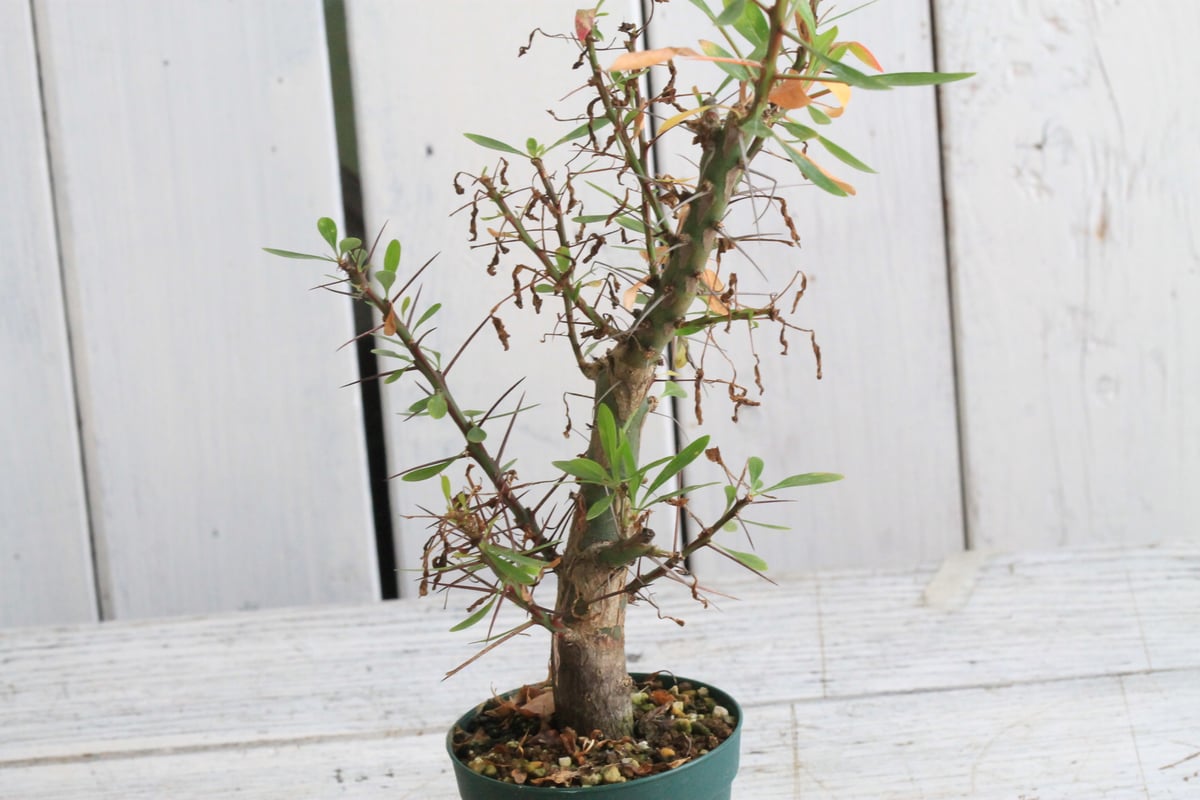 フォークイエリア ファシクラータ×プルプシー（あいのこ）挿し木