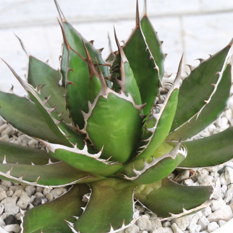 アガベ　ホリダ　ギルベイ　希少　活着済み アガベ ギルベイ | hanayoshi-botanical