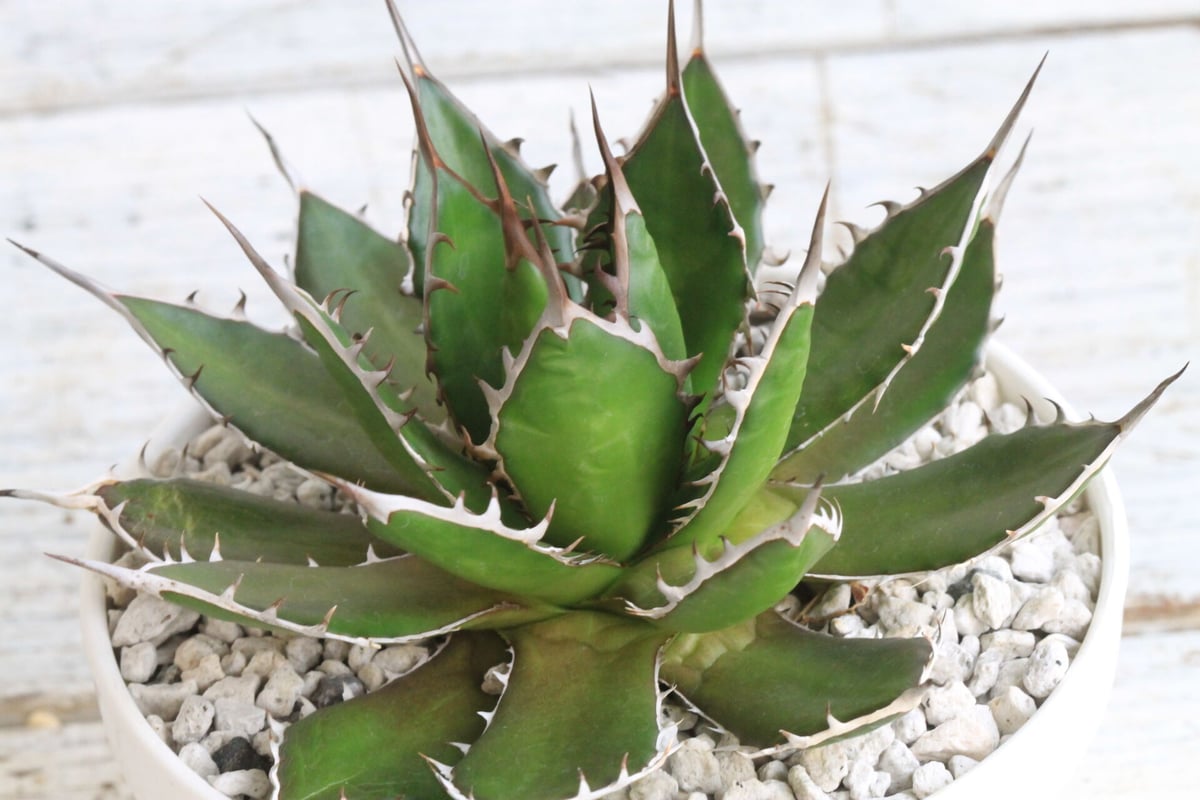 アガベ ギルベイ | hanayoshi-botanical