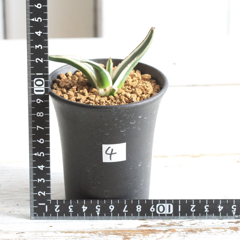 アガベ 氷山 | hanayoshi-botanical