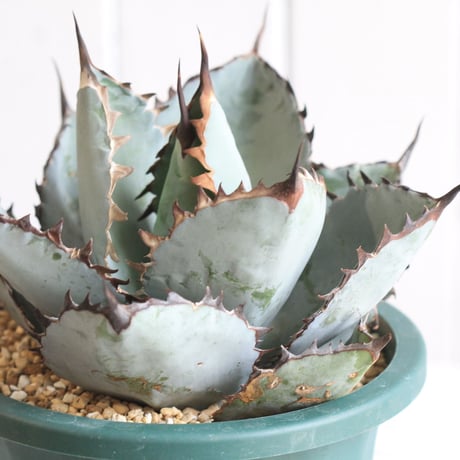 Agave titanota  ブラック＆ブルー