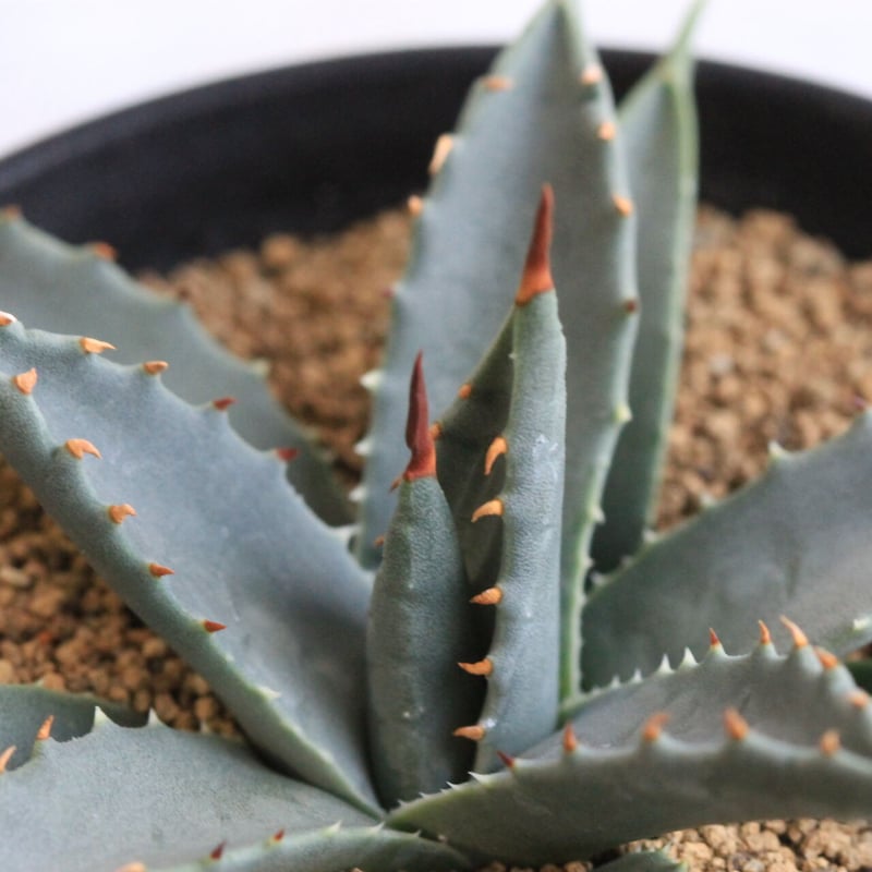 アガベ ユタエンシス ネバデンシス 実生 | hanayoshi-botanical