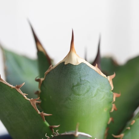 Agave シエラミクスティカ