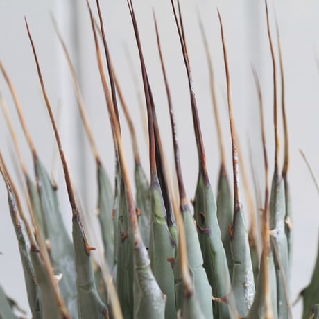 Agave　ユタエンシス　エボリスピナ