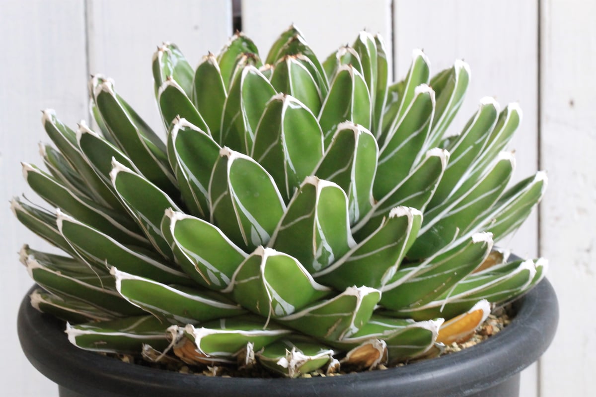 アガベ ビクトリアンレジーナエ 笹の雪 | hanayoshi-botanical