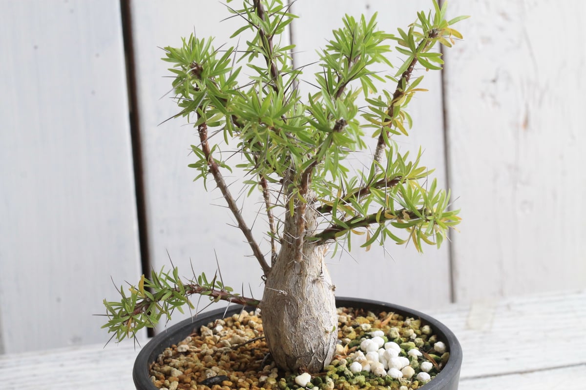 フォークイエリア　プルプシー　国内実生株(鉢付き) フォークイエリア プルプシー実生 | STELLA.PLANTS