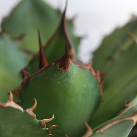 Agave　シエラミクスティカ