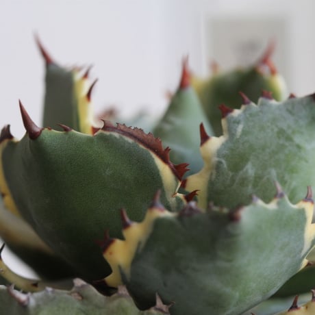 Agave 王妃カブトガニ錦