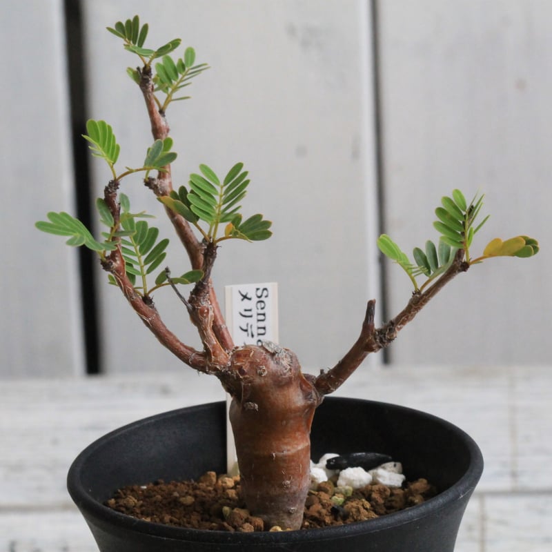 センナ メリディオナリス 実生 | hanayoshi-botanical