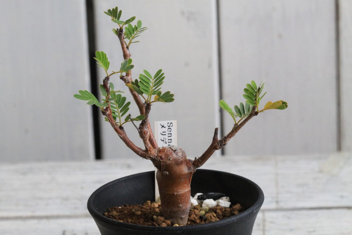 センナ メリディオナリス 実生 | hanayoshi-botanical