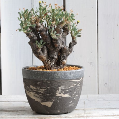 CATEGORY 陶器鉢 | hanayoshi-botanical