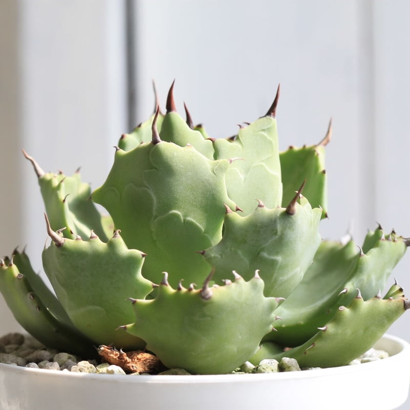 アガベ イスツメンシス 雷帝（旧） | hanayoshi-botanical