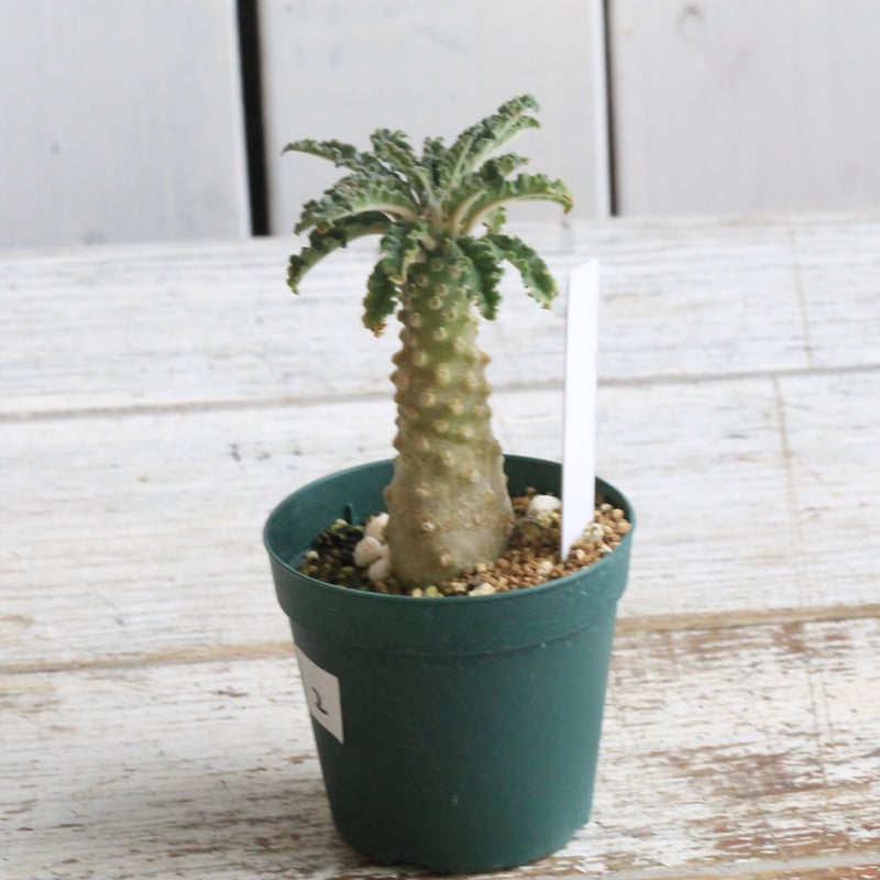 ドルステニア ラブラニー② | hanayoshi-botanical