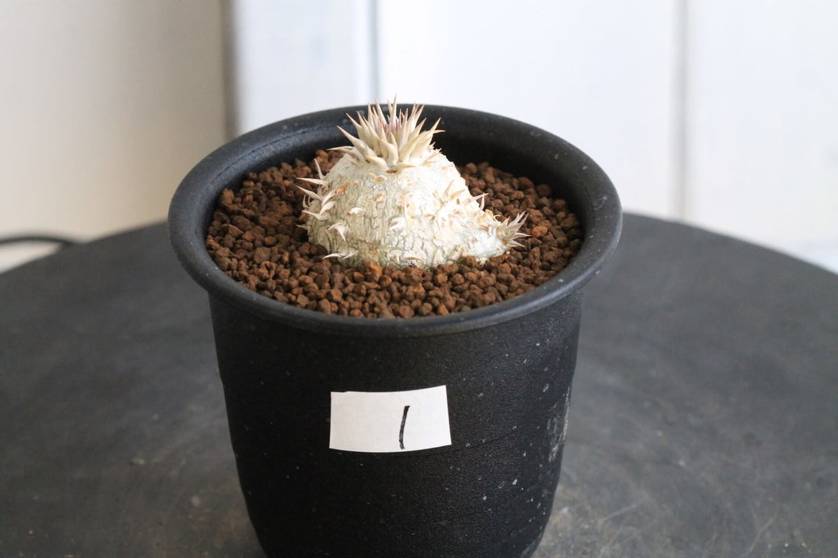 パキポディウム エニグマティクム 現地球 発根株 (鉢付き  