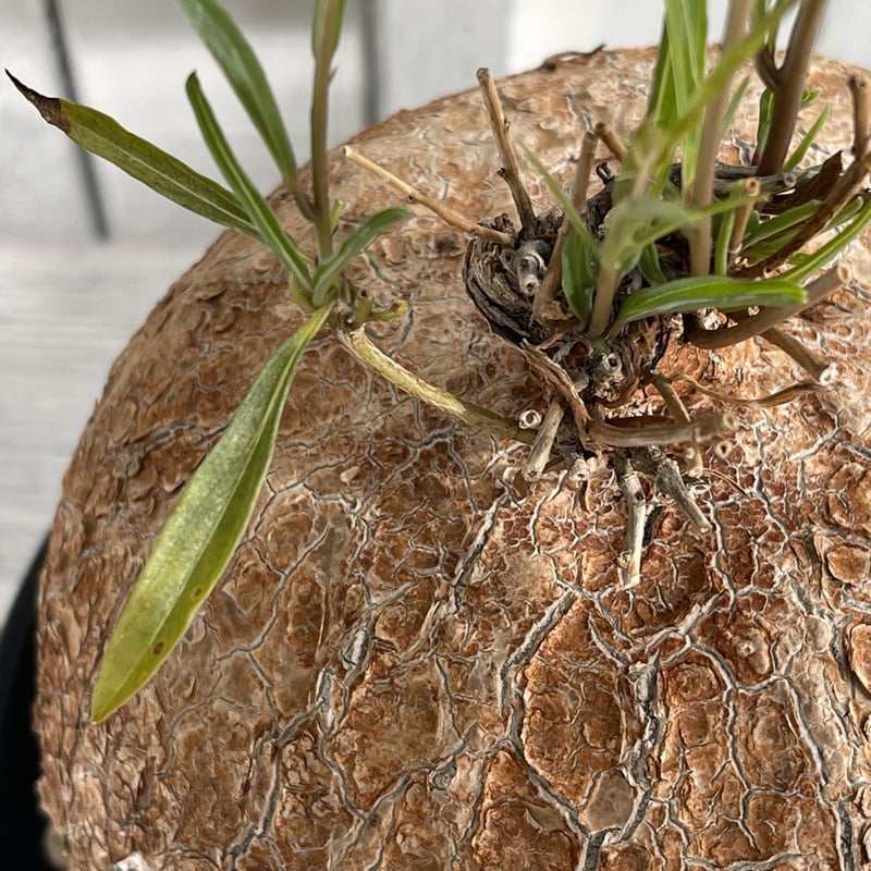 イポメア ボルシアーナ | hanayoshi-botanical