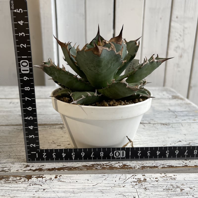 アガベ チタノタ NO.1 | hanayoshi-botanical