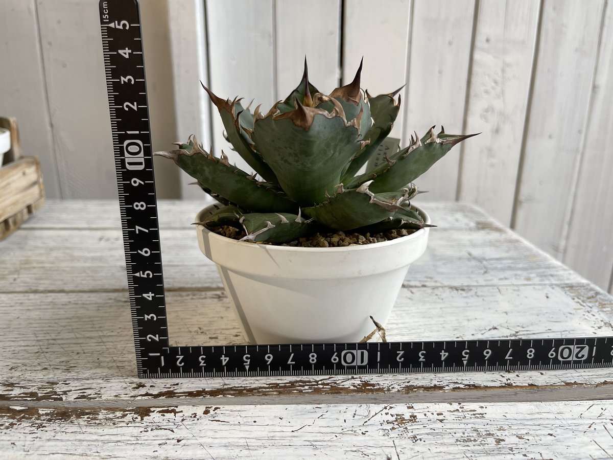 アガベ チタノタ 現品鉢ごと アガベ チタノタ NO.1 | hanayoshi-botanical