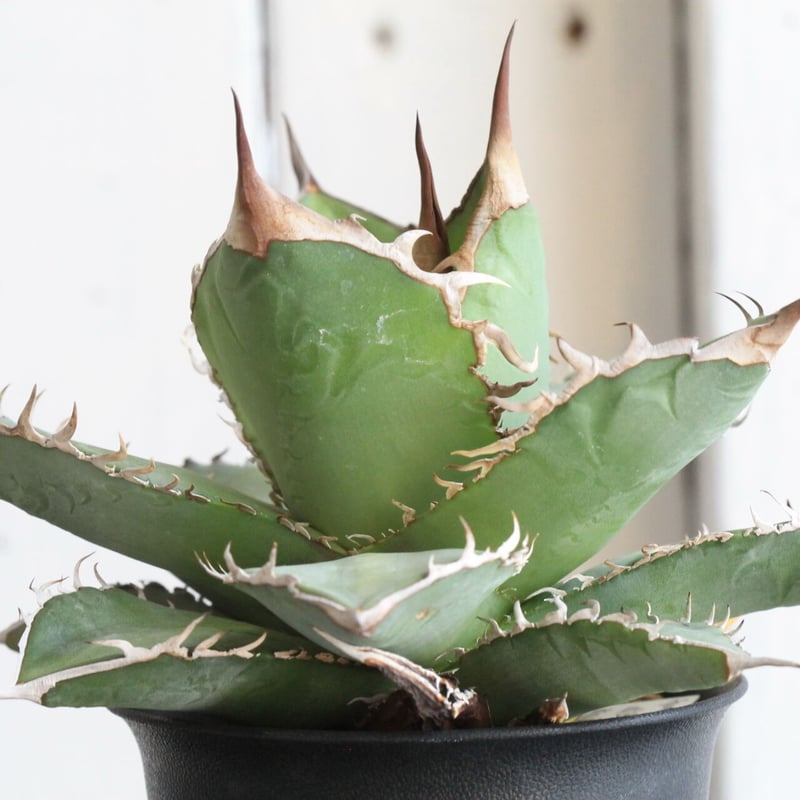 アガベ チタノタ 島田巌流 子株 未発根 オテロイ① アガベ チタノタ NO.1 島田巌流（がんりゅう） | hanayoshi