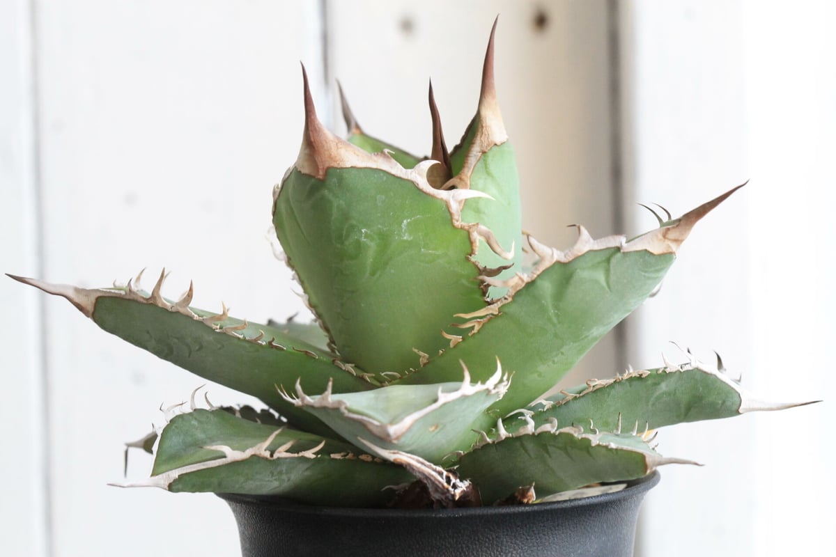 アガベ チタノタ 巌流 国産古株 胴切り 子株 【公式通販】