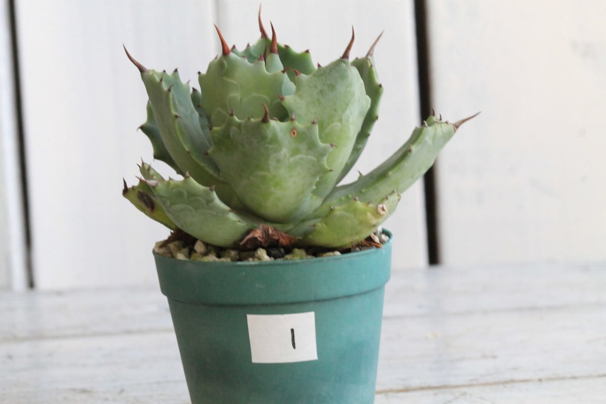 アガベ イシスメンシス「雷帝」小株 【公式通販】