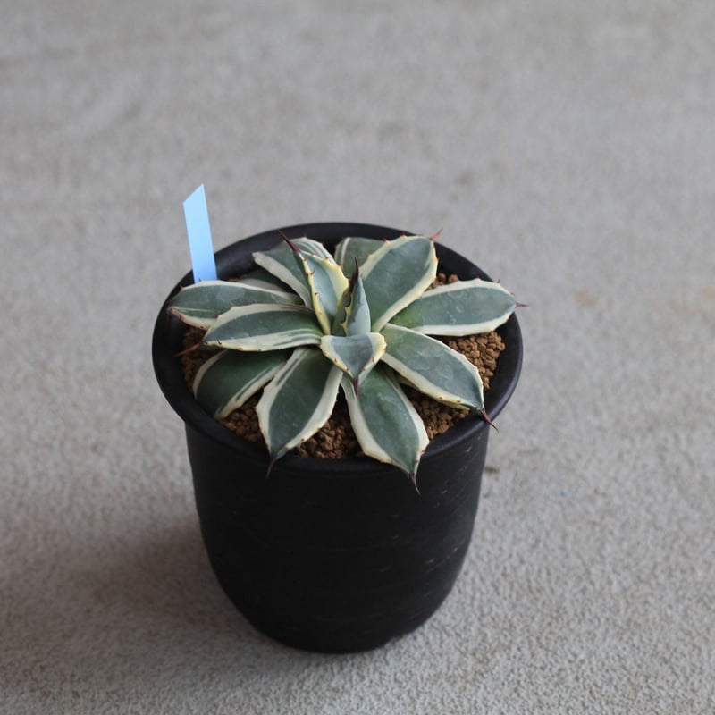 Agave Cream Spike クリームスパイク | hanayoshi-botanical