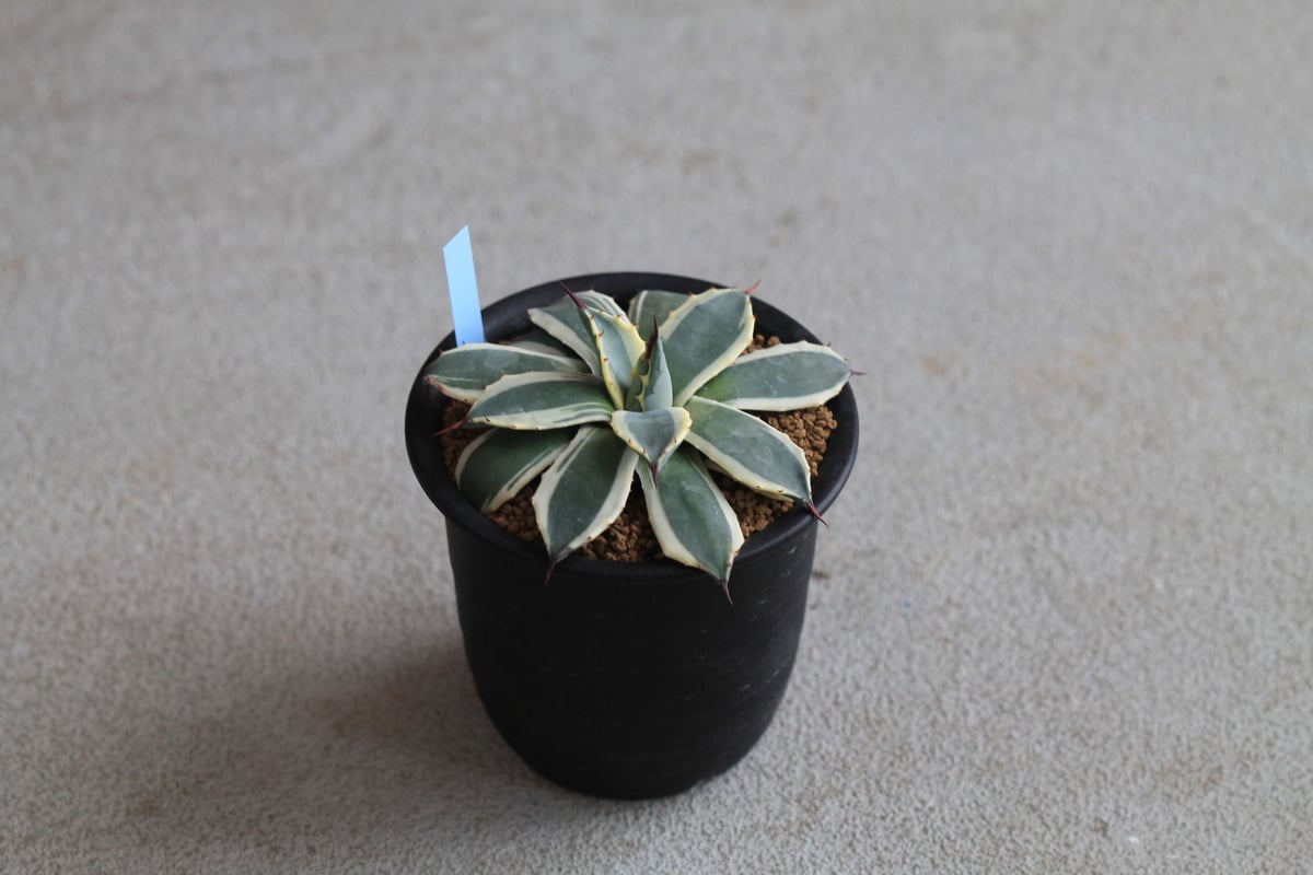 Agave Cream Spike クリームスパイク | hanayoshi-botanical Agave Cream Spike クリームスパイク | hanayoshi-botanical