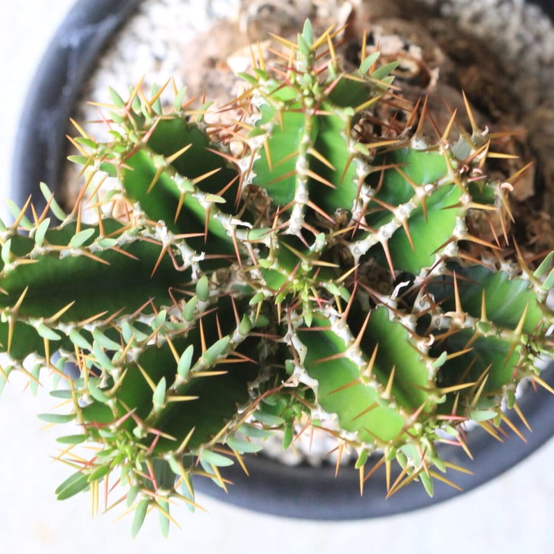 ユーフォルビア ムランジーナ | hanayoshi-botanical