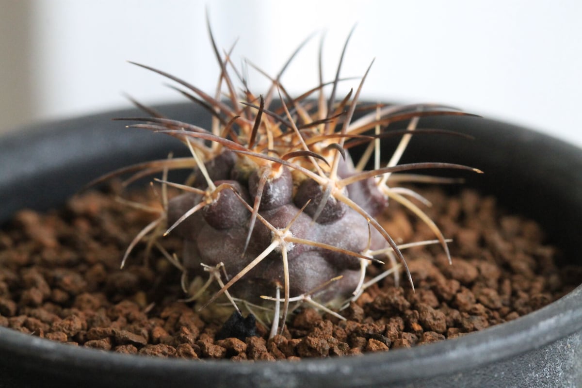 コピアポア グリセオビオラセア | hanayoshi-botanical