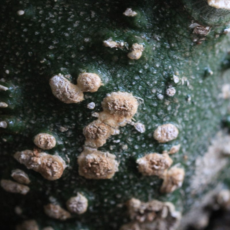 Adenia アデニア グロボーサ | hanayoshi-botanical