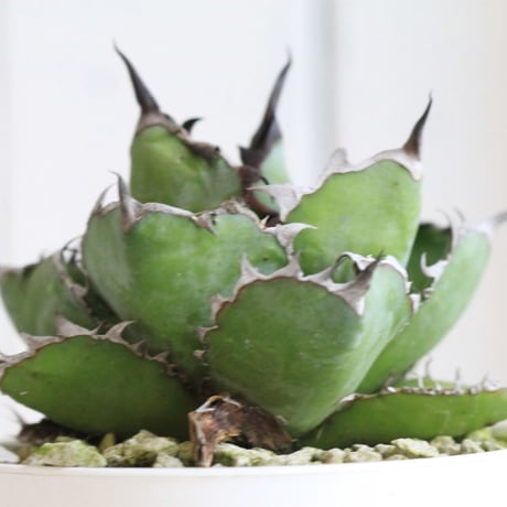 Agave ブラック＆ブルー