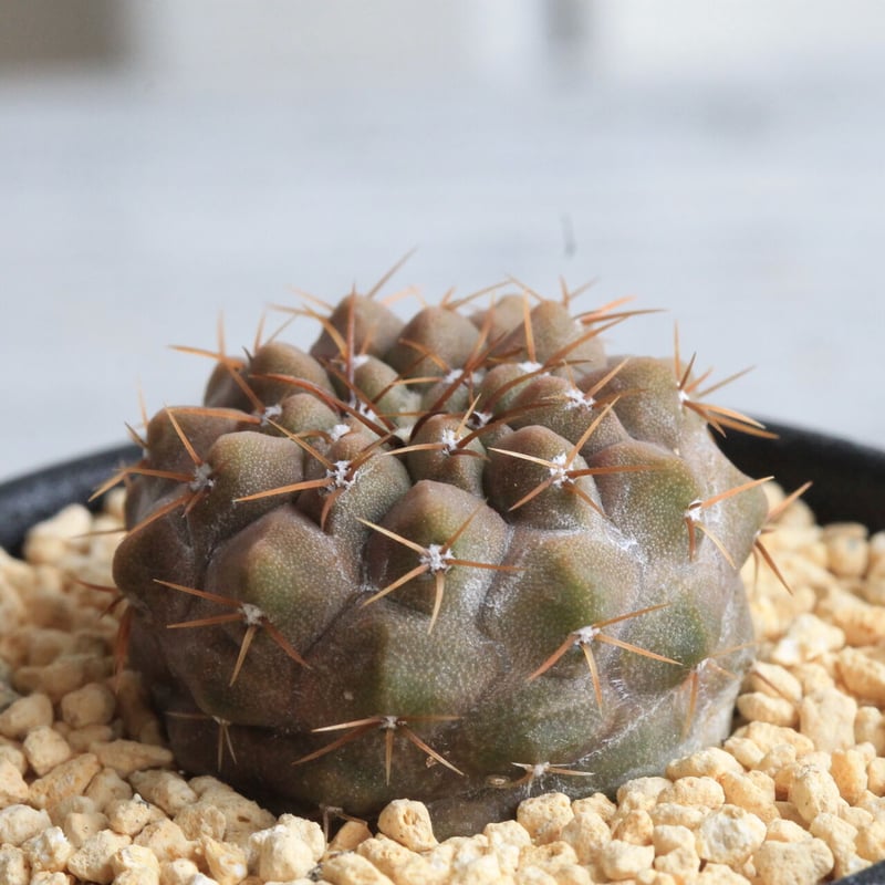 コピアポアコルムナアルバ弧竜丸 【公式通販】