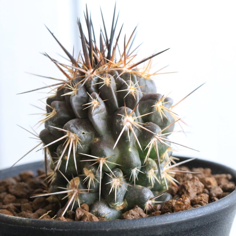 コピアポア バレナレンシス | hanayoshi-botanical