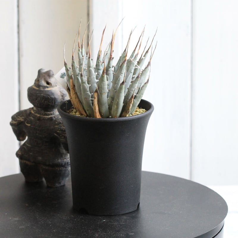 ⭐*ー様 アガベ ユタエンシス　エボリスピナ エボリスピナ アガベ 【公式通販】