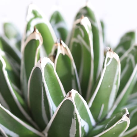Agave　笹の雪