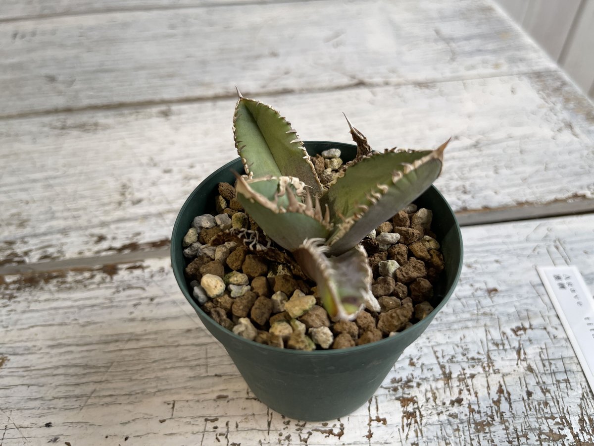 アガベ チタノタ（裏刺） | hanayoshi-botanical