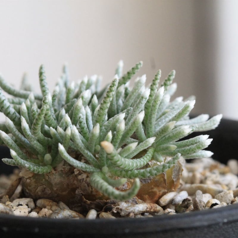 アボニア クイナリア | hanayoshi-botanical