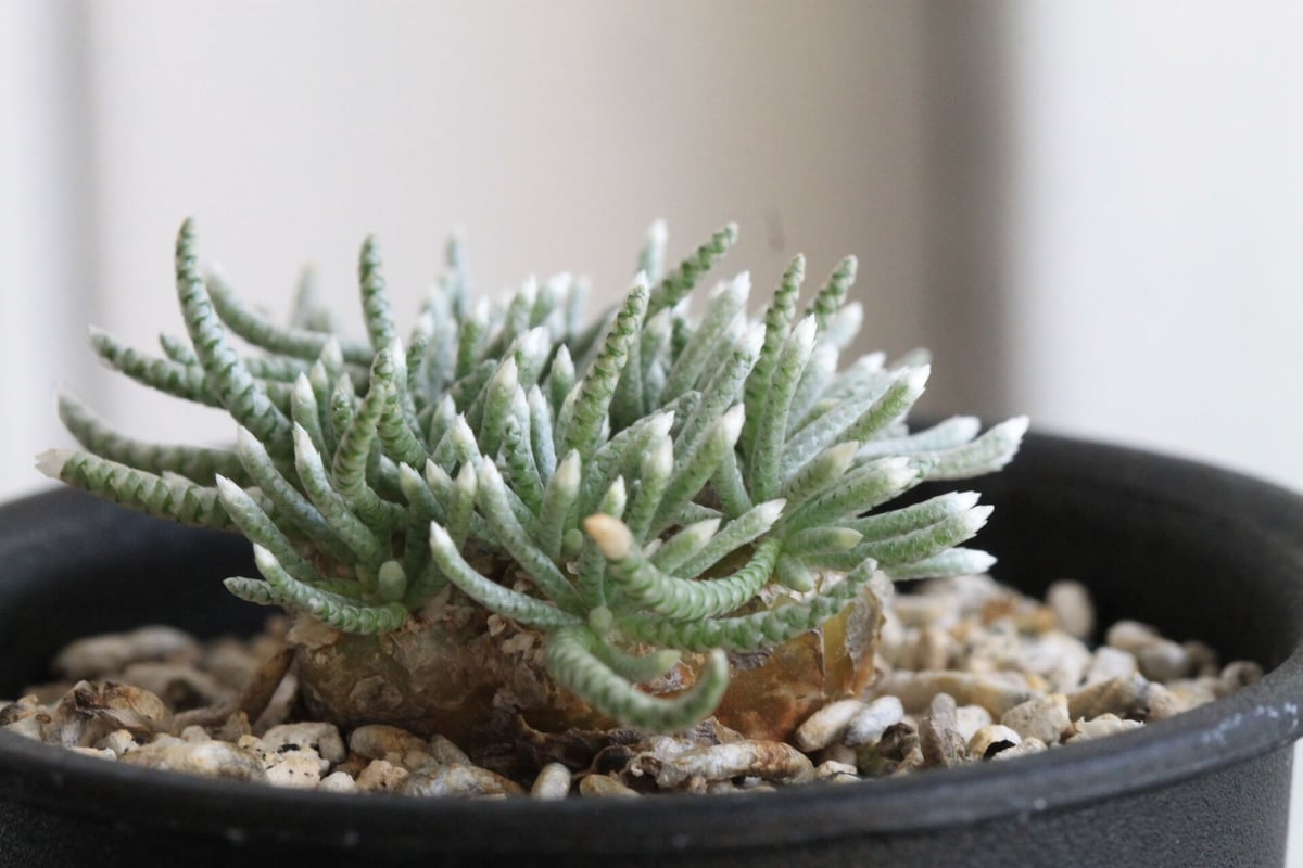 アボニア クイナリア | hanayoshi-botanical