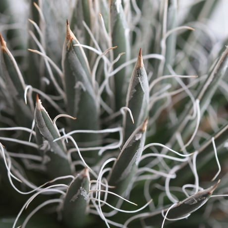 Agave 姫乱れ雪