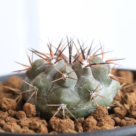 コピアポア　黒王丸（実生）