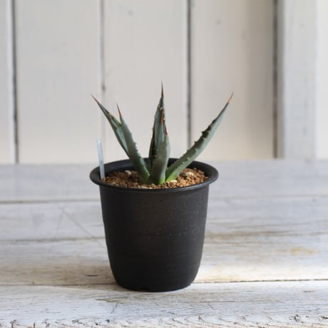 Agave　ユタエンシス　エボリスピナ