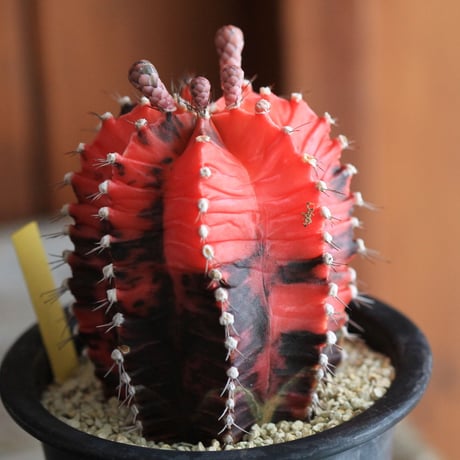 Gymnocalycium 緋牡丹錦