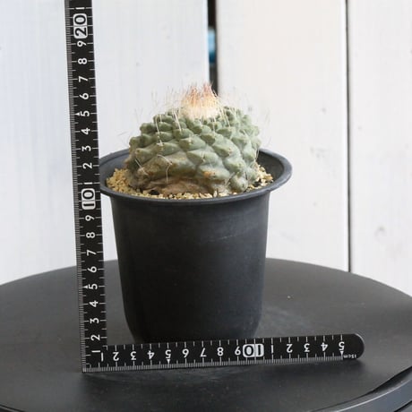 ストロンボカクタス　菊水