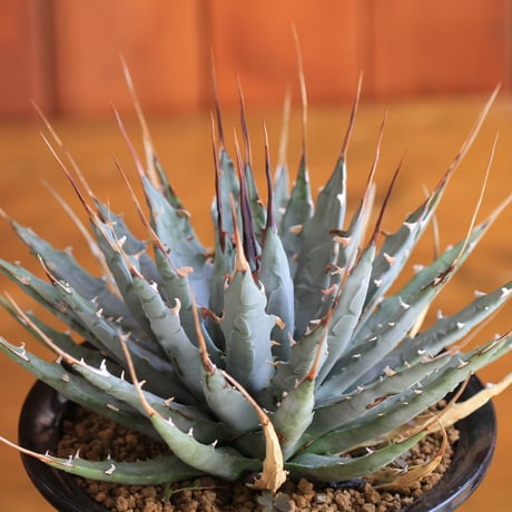 agave utahensis eborispina ユタエンシス　エボリスピナ