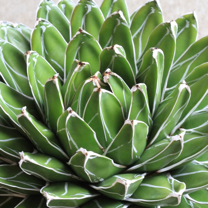 アガベ ビクトリアンレジーナエ 笹の雪 | hanayoshi-botanical