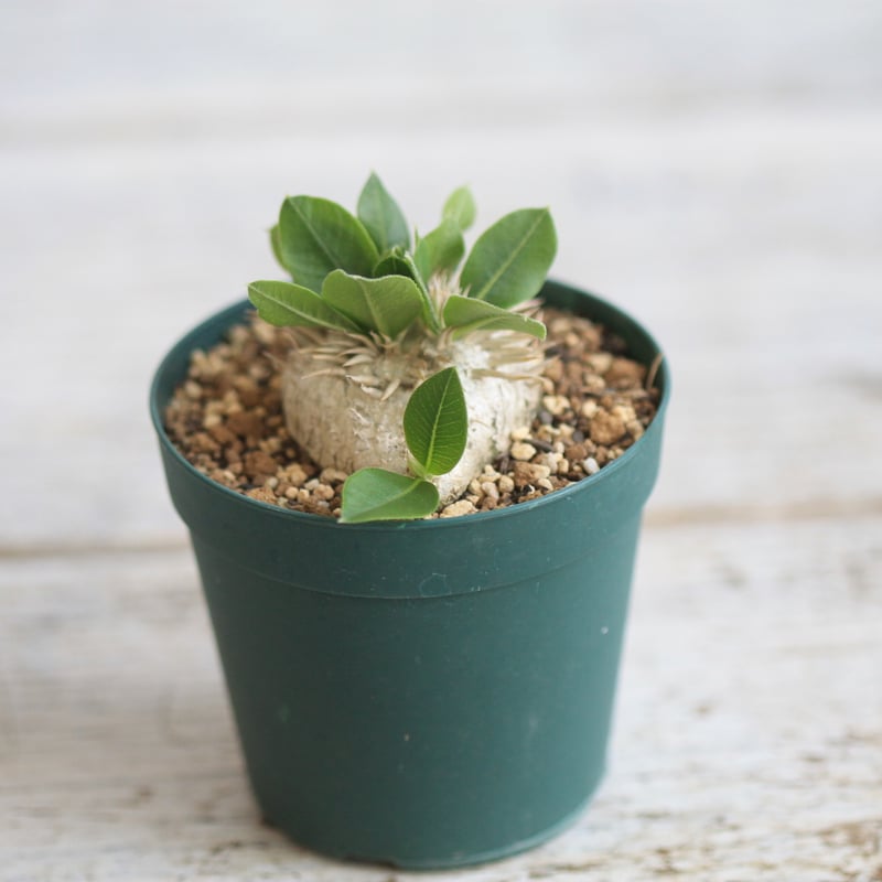 【実生15年／開花株】 パキポディウム・ブレビカウレ 大株・陶器鉢付き 実生15年／開花株】 パキポディウム・ブレビカウレ 大株・陶器鉢