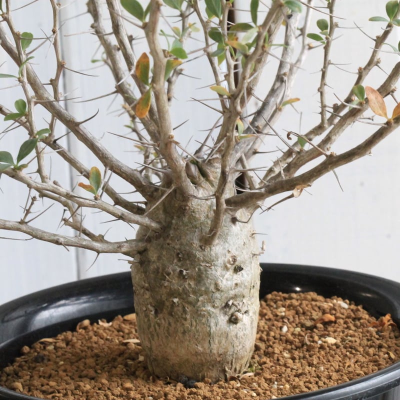 【しゃぼてんぬ】フォークイエリアコルムナリス　観峰玉 フォークイエリア コルムナリス 