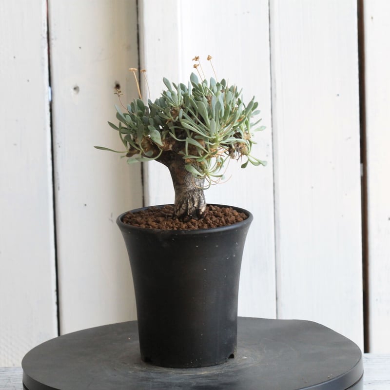 オトンナ ユーフォルビオイデス（変種） | hanayoshi-botanical