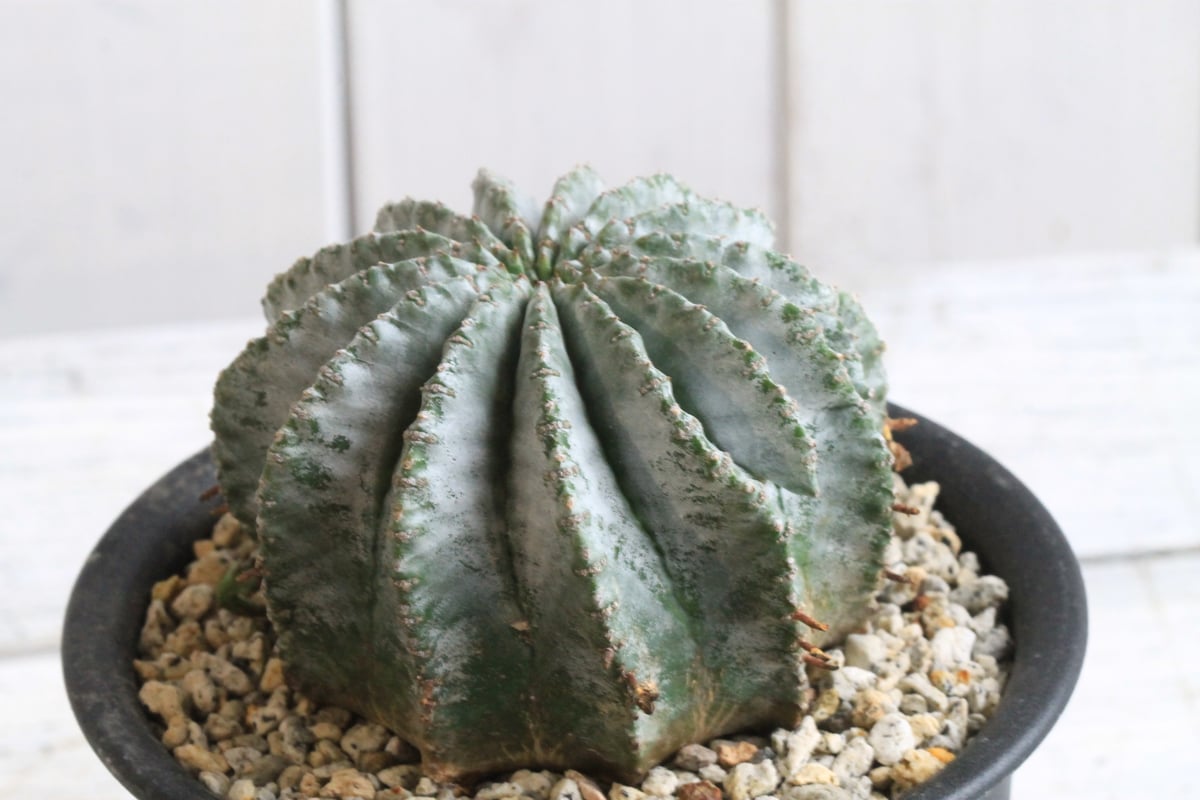 ① ホリダ　ストリアータ　ユーフォルビア ユーフォルビア・ホリダ・ホワイトストリアータ | 悟 satori