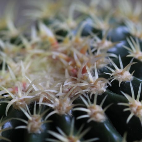Echinocactus　プラチナ金鯱